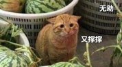吃男朋友瓜,一起品尝恋爱瓜果的甜蜜滋味